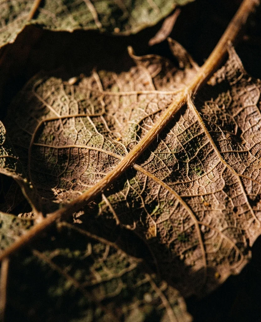 Botanical structural detail