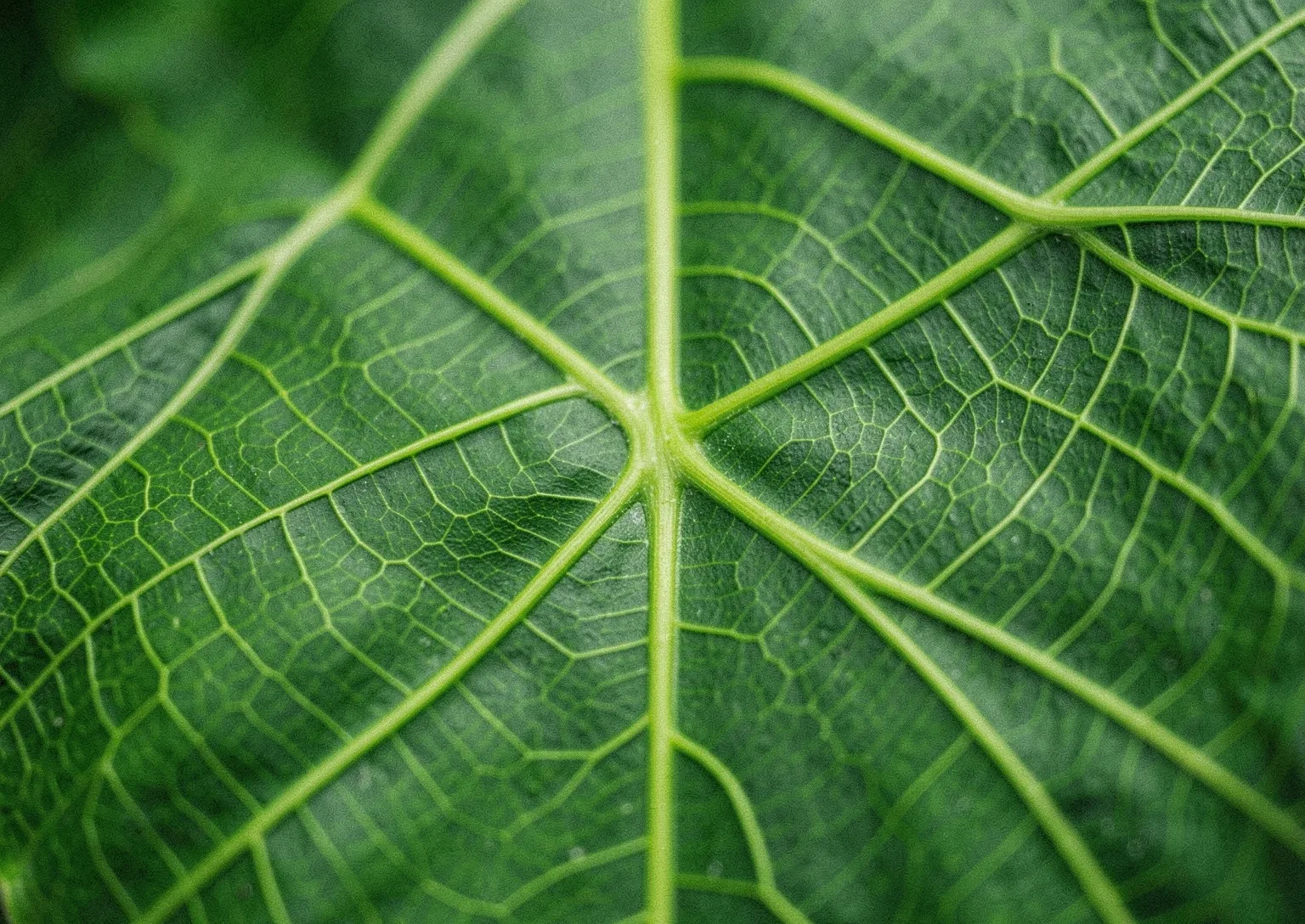 Botanical structural detail